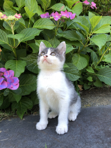 紫陽花と美少年 かわいい猫写真 猫画像の投稿サイト ネコジルシ