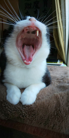 歯 すくなっ かわいい猫写真 猫画像の投稿サイト ネコジルシ
