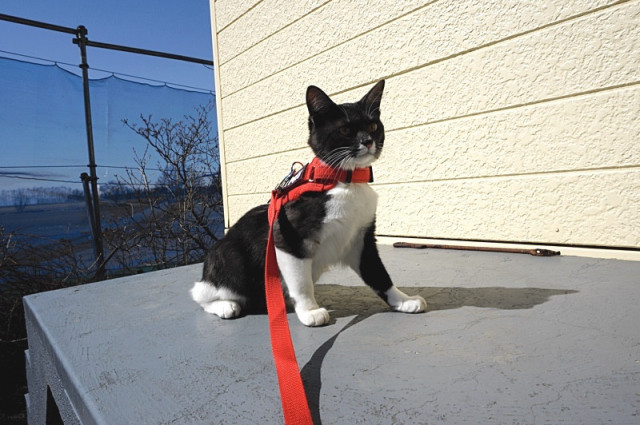 仁王立ち かわいい猫写真 猫画像の投稿サイト ネコジルシ