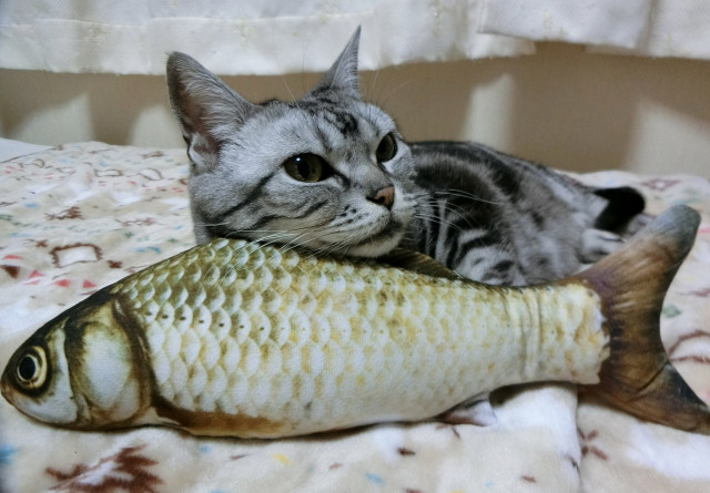 ココとお魚さん フナ 鯉編 かわいい猫写真 猫画像の投稿サイト ネコジルシ