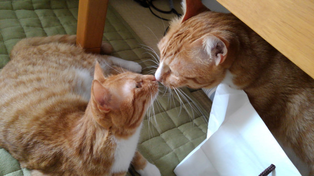 鼻ちゅっ かわいい猫写真 猫画像の投稿サイト ネコジルシ