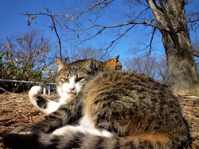 元気出せよ ガッツだぜ かわいい猫写真 猫画像の投稿サイト ネコジルシ