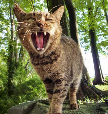 サーベルタイガー かわいい猫写真 猫画像の投稿サイト ネコジルシ