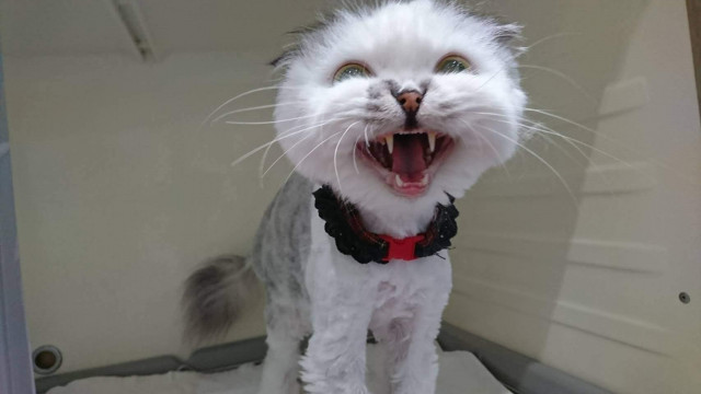 笑う猫 ブルマ かわいい猫写真 猫画像の投稿サイト ネコジルシ