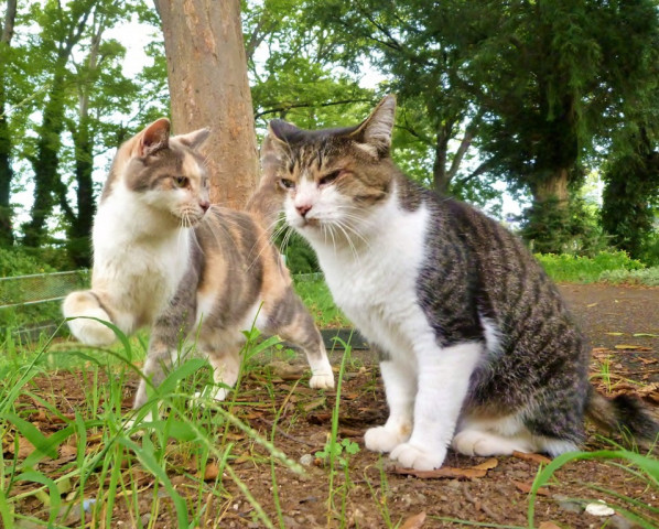 猫パンチ かわいい猫写真 猫画像の投稿サイト ネコジルシ