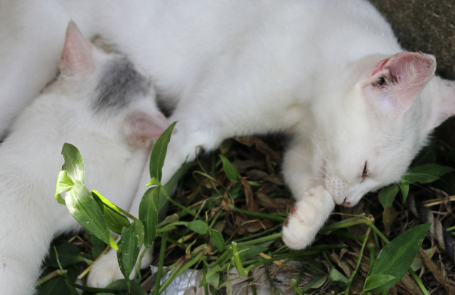 白猫親子の授乳 かわいい猫写真 猫画像の投稿サイト ネコジルシ