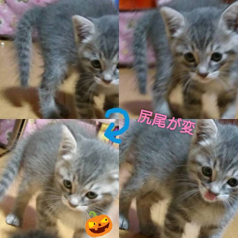 尻尾がふくらむ 笑 かわいい猫写真 猫画像の投稿サイト ネコジルシ