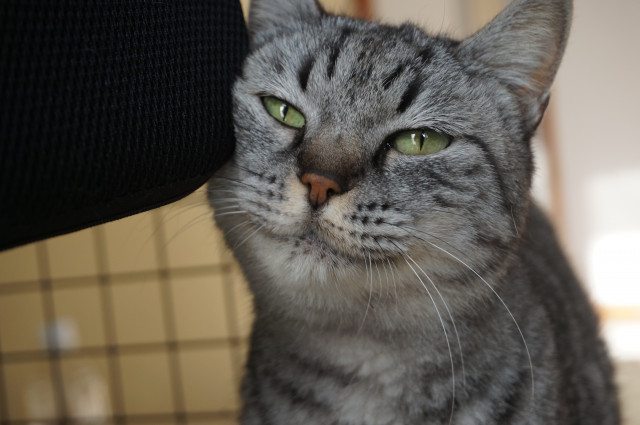 ココの笑顔 笑ってるよね かわいい猫写真 猫画像の投稿サイト ネコジルシ