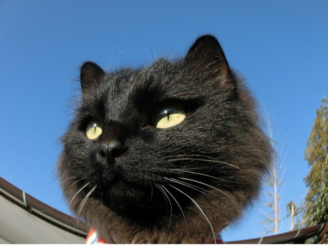 黒猫 黒ライオン かわいい猫写真 猫画像の投稿サイト ネコジルシ