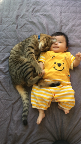 なかよし兄妹 かわいい猫写真 猫画像の投稿サイト ネコジルシ