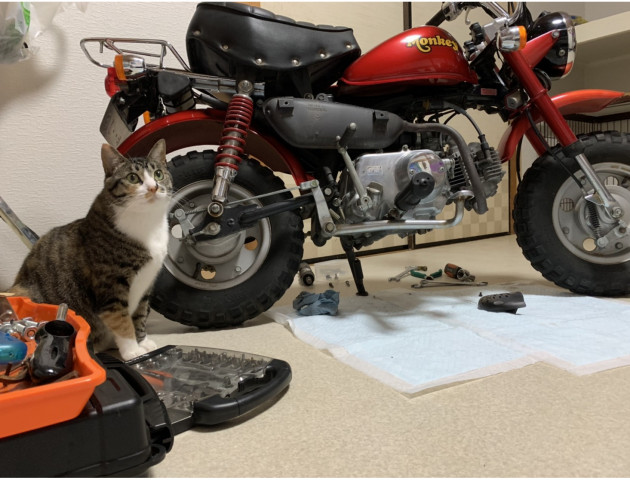 バイクと猫 かわいい猫写真 猫画像の投稿サイト ネコジルシ