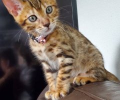 ベンガル猫 ネコ写 かわいい猫写真 猫画像の投稿サイト ネコジルシ