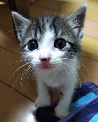 お鼻がハートで超かわいい かわいい猫写真 猫画像の投稿サイト ネコジルシ