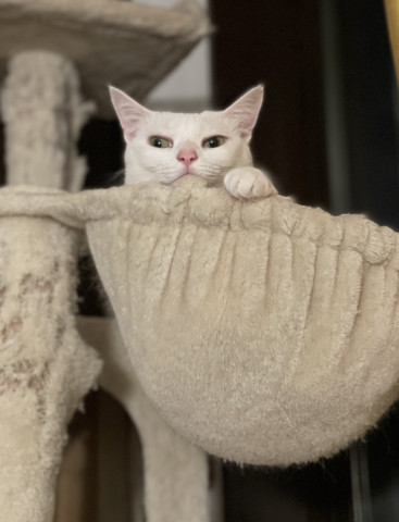 空飛ぶおこめ かわいい猫写真 猫画像の投稿サイト ネコジルシ