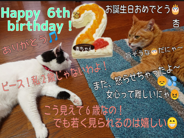 ６歳 お誕生日おめでとう 杏 かわいい猫写真 猫画像の投稿サイト ネコジルシ