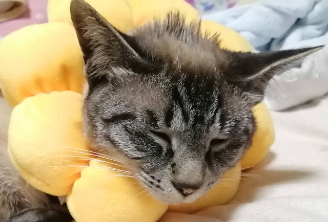 目開けたまま寝てるのにょ かわいい猫写真 猫画像の投稿サイト ネコジルシ