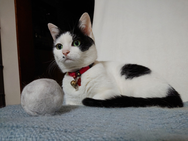 スーパームーン(あんこ玉)🌕️part2 - かわいい猫写真&猫画像の ...