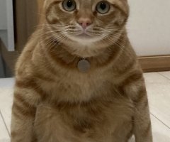 イッツマイヤー！！]ネコ写 - かわいい猫の写真投稿