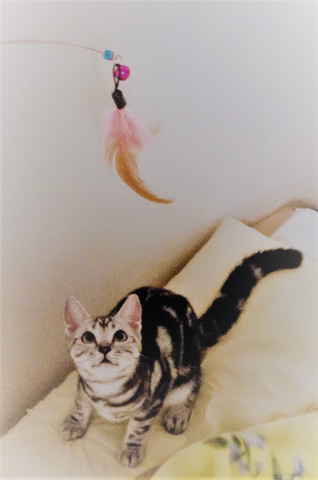 飛びかかる寸前 かわいい猫写真 猫画像の投稿サイト ネコジルシ