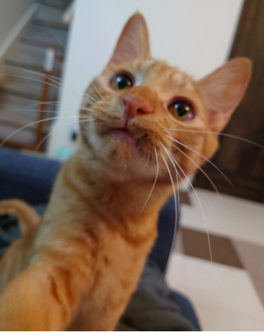 出っ歯 かわいい猫写真 猫画像の投稿サイト ネコジルシ