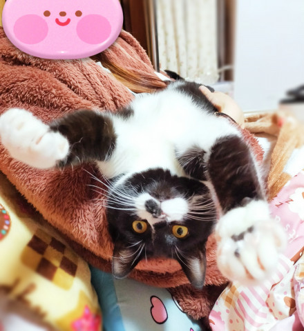 気分はスーパーマン かわいい猫写真 猫画像の投稿サイト ネコジルシ