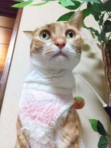 ☆広い見晴らし台付キャットタワー☆低い段差、もふもふ素材で猫に