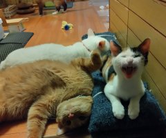 猫写真