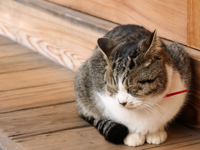 神社にて