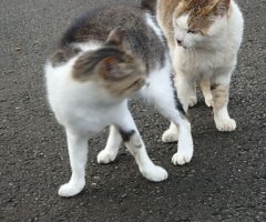 猫写真