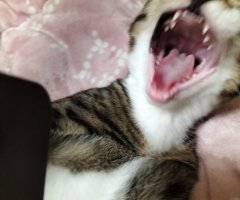 猫写真