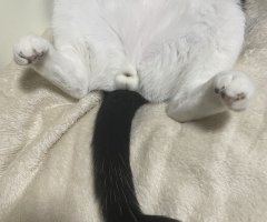 猫写真