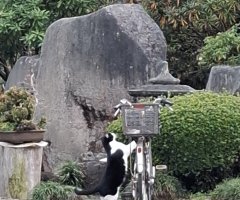 猫写真