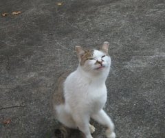 猫写真