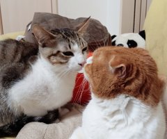 猫写真