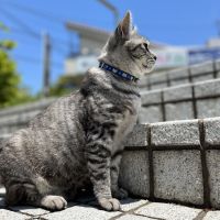 猫ちゃんぼさん