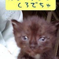 ねこのめしつかいさん