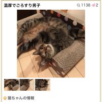 ころんねこさん