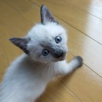 ねこもりさん