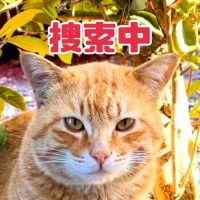 ねこくじゃくさん