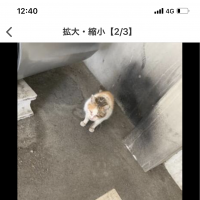 三毛猫♀ 推定10歳さん