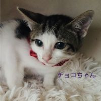 テンちゃんママさん