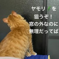 猫と田舎暮らしさん