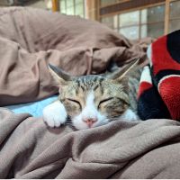 亡くなった先住猫を探しにさん