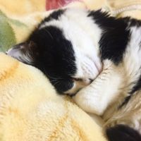 やわらぎねこさん