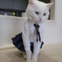 家なき猫友さん