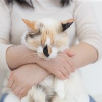 ねこのおうちさがし和泉支部さん