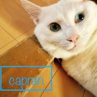 capranさん