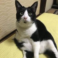 けめちねこさん