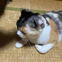 ねこじろう0504さん