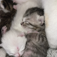 子猫の里親募集です。さん